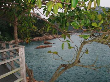 Plants and trees by lake