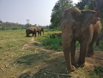 Elephant standing on field against sky