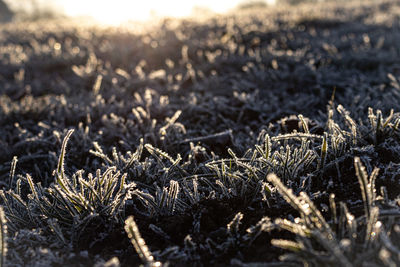 Close-up of frozen plants on land
