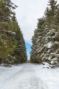 Snow covered road amidst trees against sky