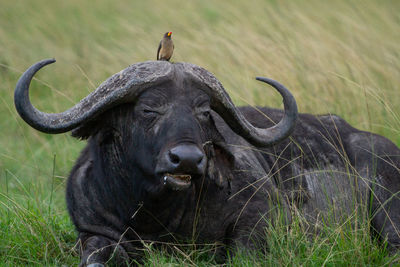 Portrait of buffalo with bird on its head