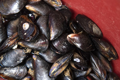 Full frame shot of shells for sale