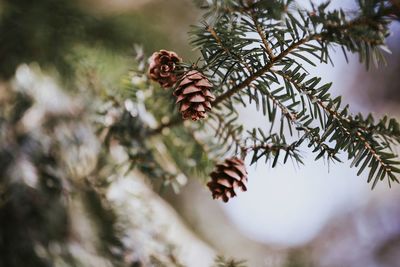 Low angle view of pine cones on tree