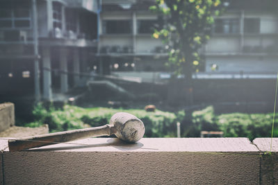 Close-up of cat on retaining wall in yard