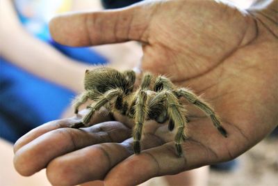 Close-up of hand holding insect