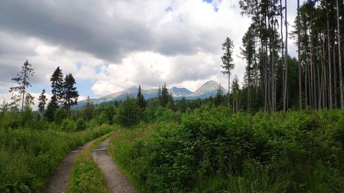 Panoramic shot of trees growing on land against sky