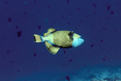 Close-up of fish swimming in sea