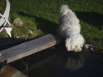 High angle view of dog lying down on grass