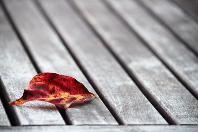 High angle view of leaf on wood