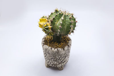 Close-up of cactus plant against white background