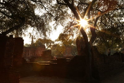Sun shining through trees