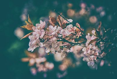 Close-up of cherry blossom tree