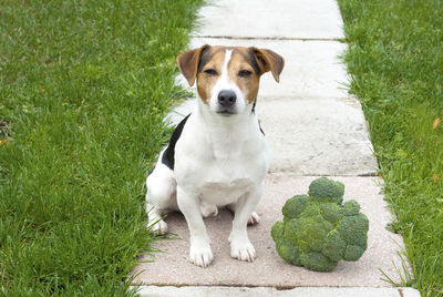 Portrait of dog sitting on grass