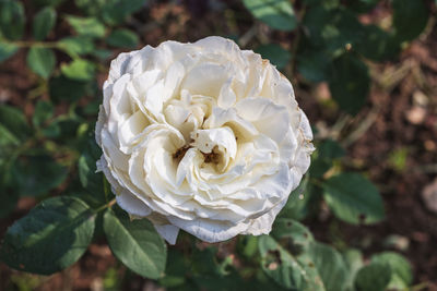 White rose flower with green leaves in the garden