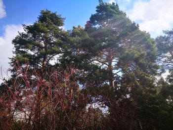 Low angle view of trees against sky