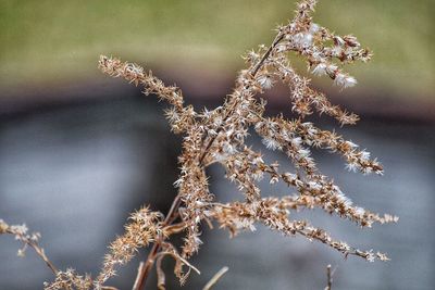 Close-up of flower tree against blurred background