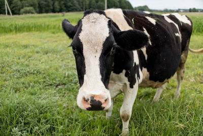 Portrait of cow on field