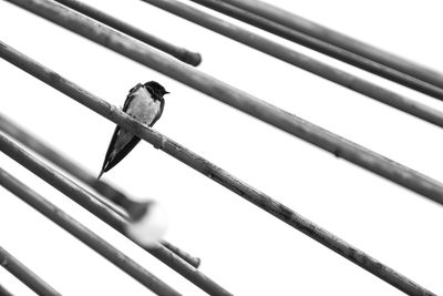 Low angle view of bird perching on wire against clear sky