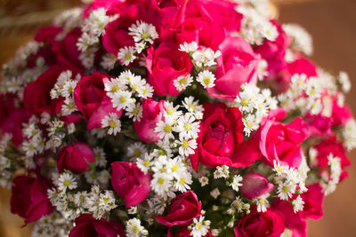 Close-up of red flowers