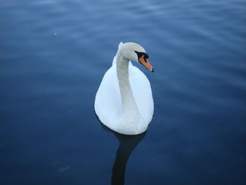 Close-up of swan swimming in lake