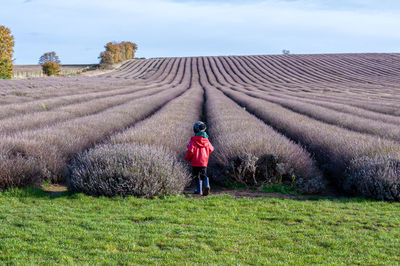 Curious boy wandering into lavender field in autumn.