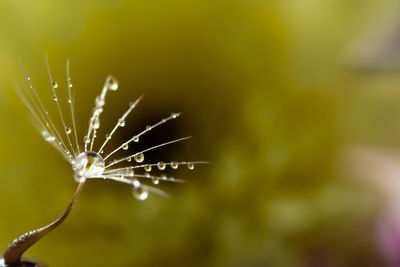 Close-up of wet spider web on plant