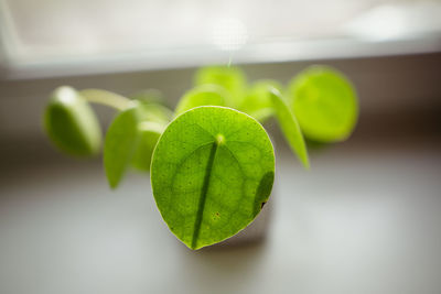 Close-up of plant