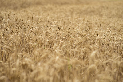 Full frame shot of wheat field