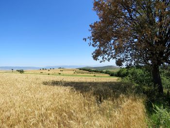 Scenic view of field against clear sky