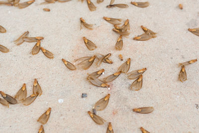 High angle view of crab on sand