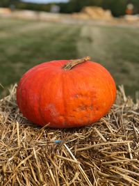 Close-up of pumpkins on field