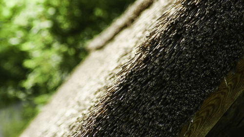 Close-up of lizard on tree trunk in forest