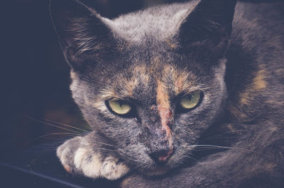 Close-up portrait of cat