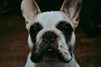 Portrait of dog at home