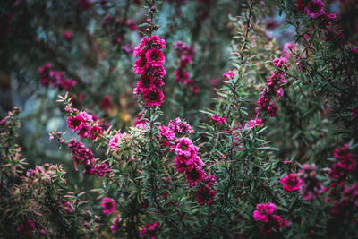 Close-up of pink flowers blooming outdoors