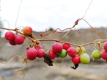 A mixed berries branch in front of a barren landscape, focus on contrasts, irritation, backgrounds