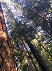 Low angle view of trees against sky