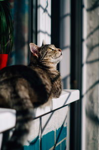 Close-up of a cat laying on window