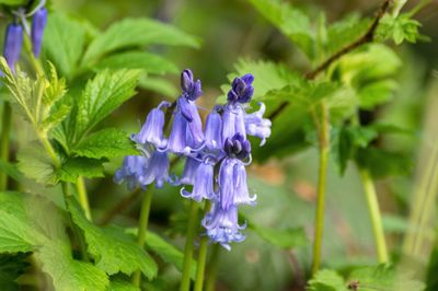 Close-up of purple flowering plant