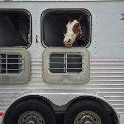 Horse in truck looking through window