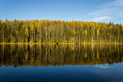 Reflection of trees in calm lake