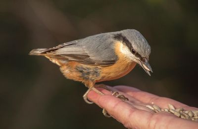 Close-up of hand holding bird