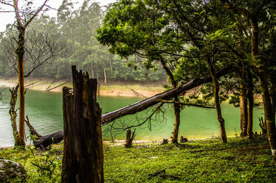 Scenic view of trees by lake