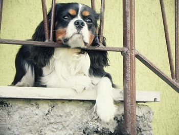 Close-up of dog sitting by railing