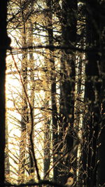 Trees in forest