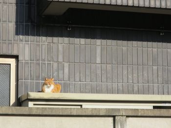 Cat sitting on retaining wall