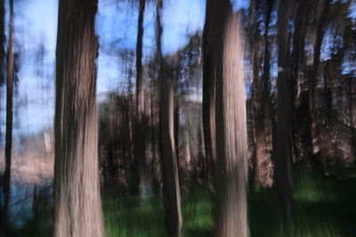 Trees in forest