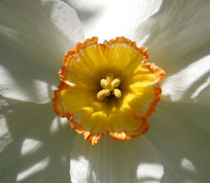 Close-up of yellow flower