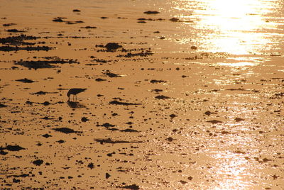 Close-up of flock of birds on beach against sky