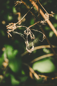 Close-up of spider web on plant